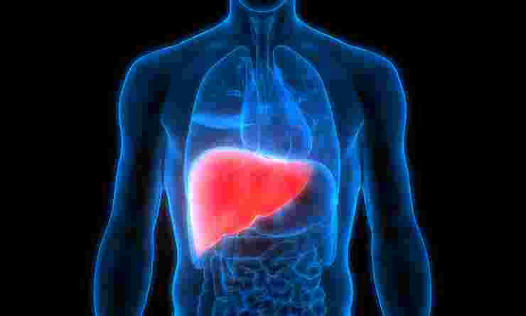 Graphic of Human Liver In Torso 